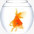 Fish Food